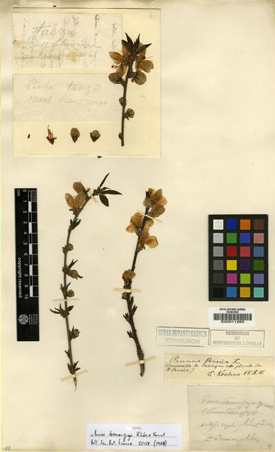 Prunus Persica L Batsch Europeana