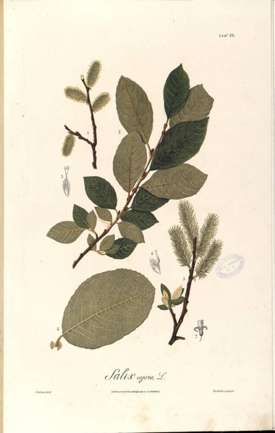 Salix Caprea Europeana