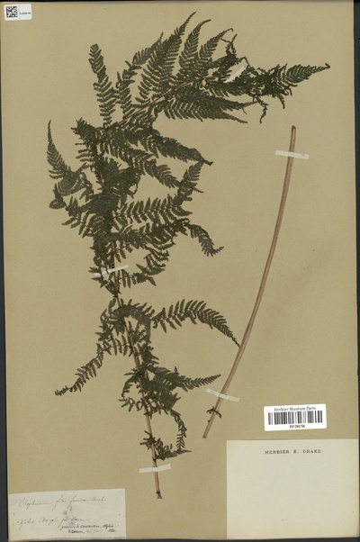 Athyrium Filix Femina L Roth Europeana