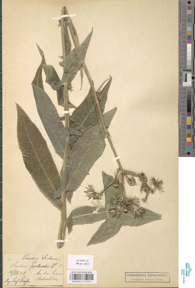 Sonchus Palustris L Europeana