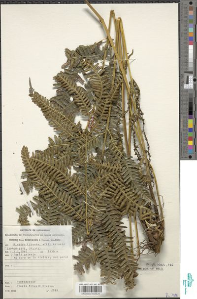 Pteris Friesii Hieron Europeana