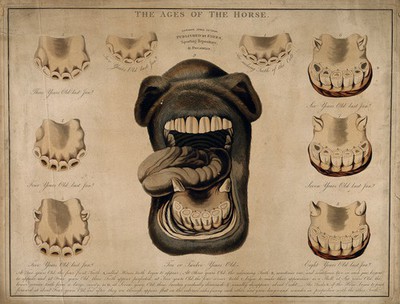 Horse's mouth and teeth: - Europeana Collections