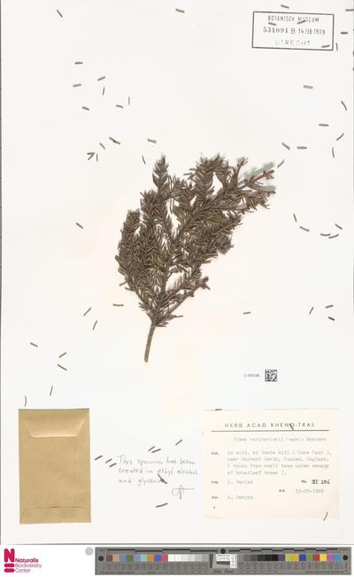 image of 'Picea maximowiczii Regel'