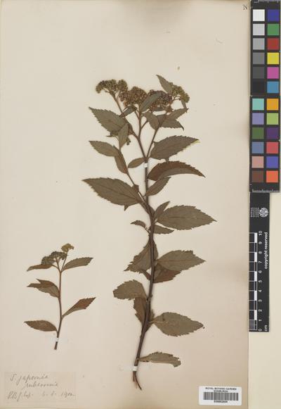 image of 'Spiraea japonica L.f. 'Ruberrima''