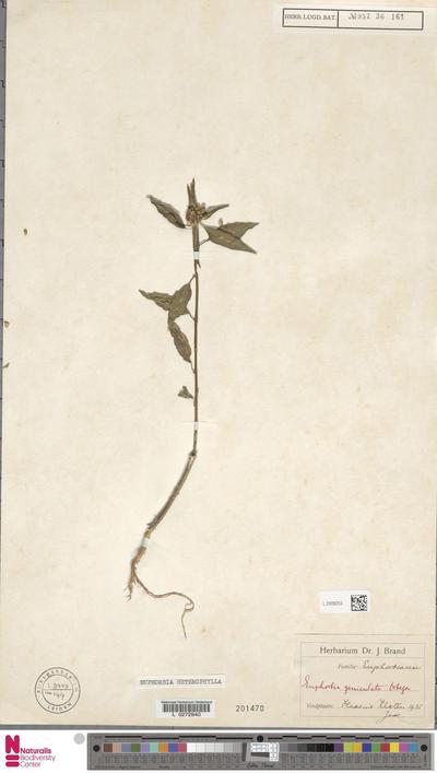image of 'Euphorbia heterophylla L'