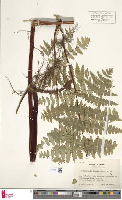 image of 'Histiopteris incisa (Thunb.) J.Sm'