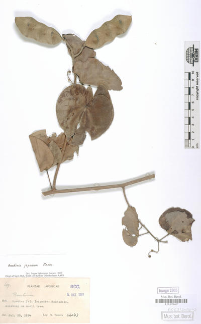image of 'Bauhinia japonica Maxim'
