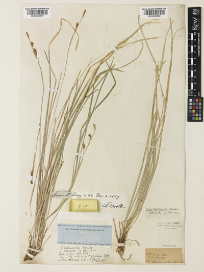 image of 'Carex blepharicarpa Franch'