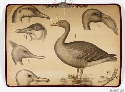 europeana