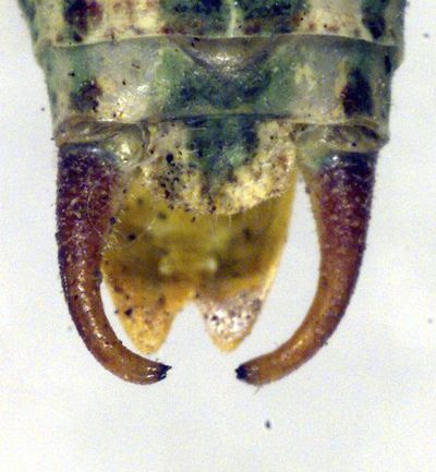 Isophya nervosa Ramme, 1951