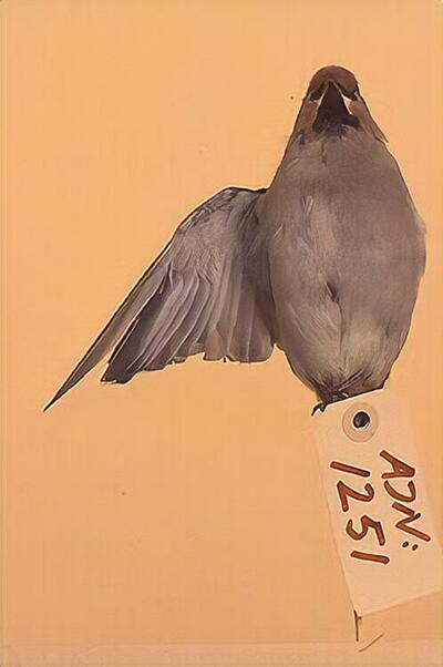 europeana