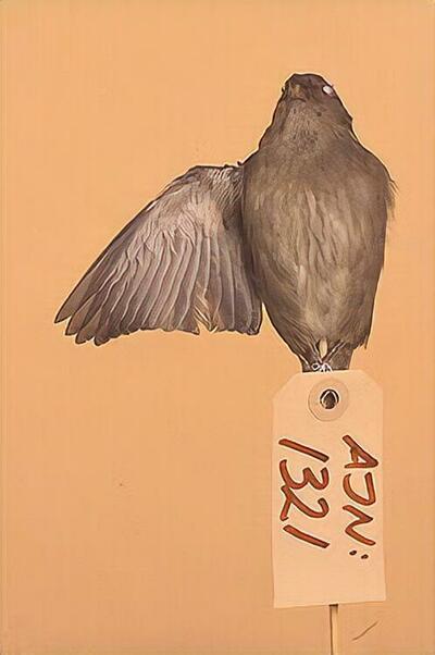 europeana