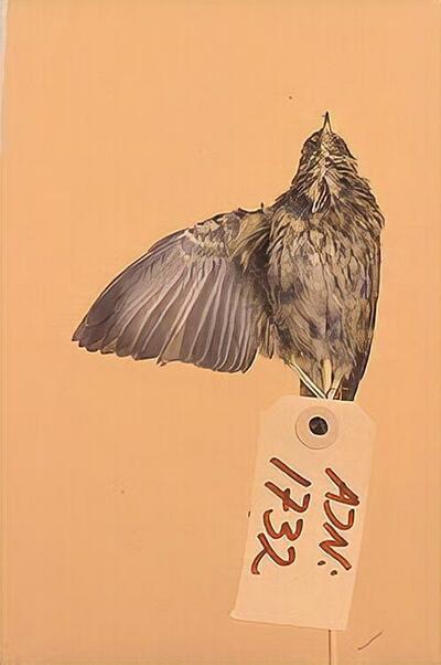 europeana