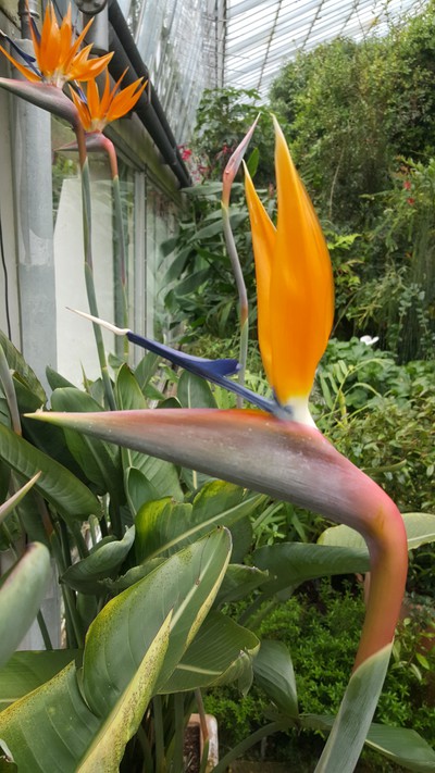 OMNIA - Strelitzia reginae