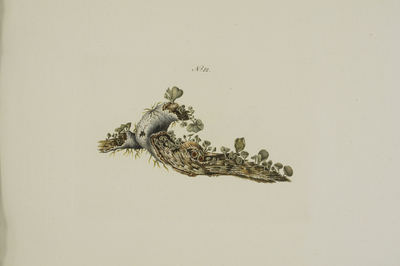 Chlorociboria aeruginosa (Oeder) C.S. Ramamuthi, Korf & L.R. Batra