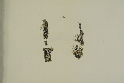 Lachnum virgineum (Batsch: Fr.) P. Karst. (nederste figur)
