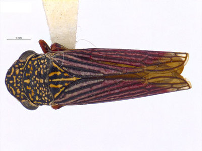 Cercopis lateralis Fabricius 1798