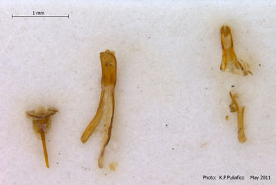 Acramorphocephaloides algirus Bartolozzi 1988