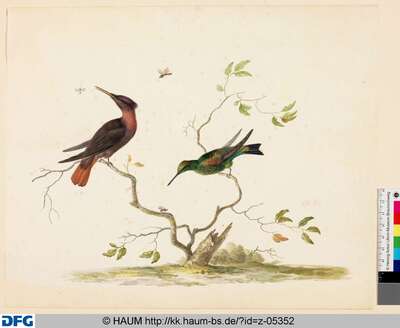 Zwei Kolibris, auf einem Ast sitzend, mit drei Insekten