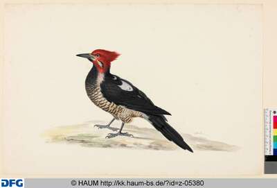 Vogel mit bräunlich-schwarzem Gefieder und rotem Kopf