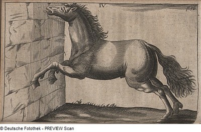 Pferd mit Phrenitis