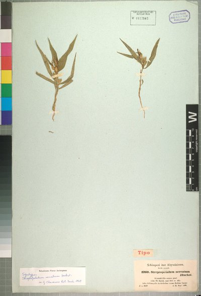 Streptopetalum serratum Hochst.