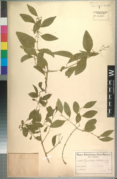 Pristimera longipetiolata (Oliv.) N. Hallé