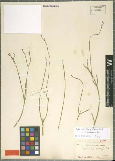 Euphorbia arceuthobioides Boiss.