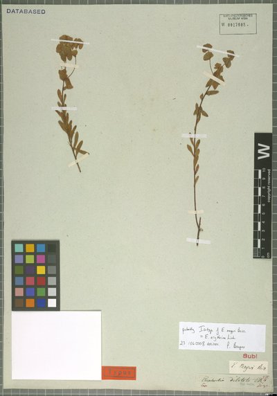 Euphorbia erythrina Link