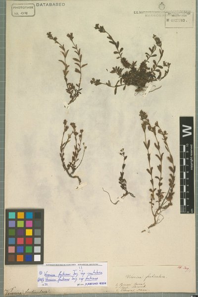 Veronica fruticans subsp. cantabrica M. Laínz