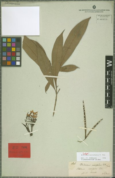 Alstonia neriifolia D. Don