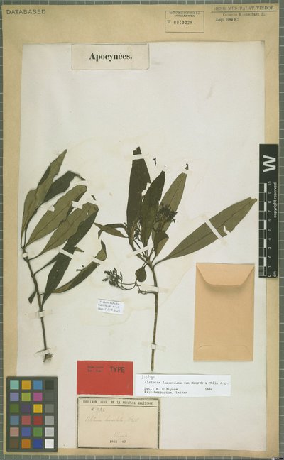 Alstonia lanceolata van Heurck & Müll. Arg.