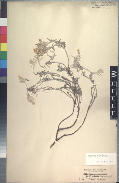 Macowania abyssinica (Sch. Bip. ex Walp.) B. L. Burtt