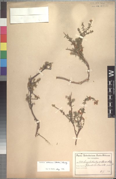 Amphithalea villosa Schltr.