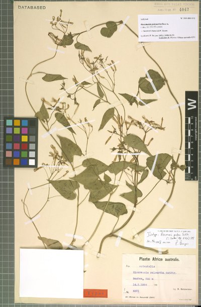 Riocreuxia burchellii K. Schum.