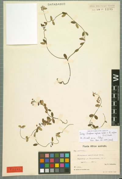 Astephanus triflorus (L. f.) Schult.