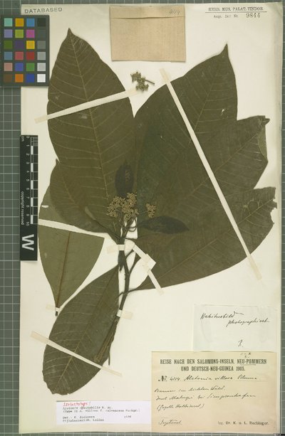 Alstonia spectabilis R. Br.