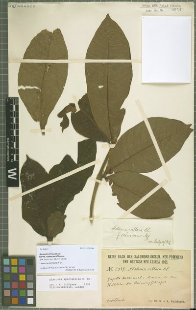 Alstonia spectabilis R. Br.