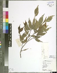 Ficus sarmentosa var. lacrymans (H. Lèv.) Corner