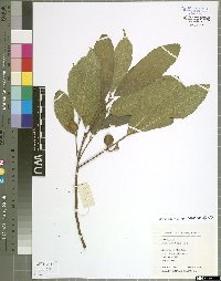 Ficus henryi Warb. ex Diels