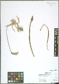 Dracunculus canariensis Kunth
