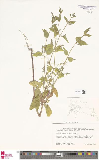Scutellaria lateriflora L.