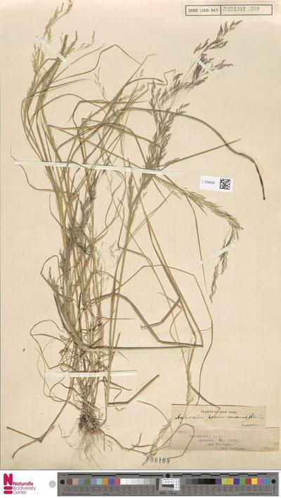 Agrostis perennans (Walter) Tuck.