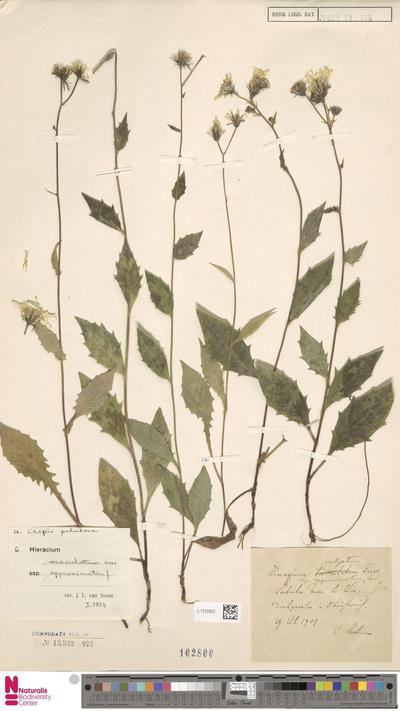 Hieracium maculatum Schrank subsp. approximatum (Jord.) Zahn
