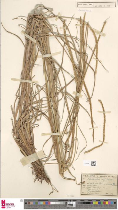 Setaria sphacelata (Schumach.) Stapf & C.E.Hubb. ex M.B.Moss