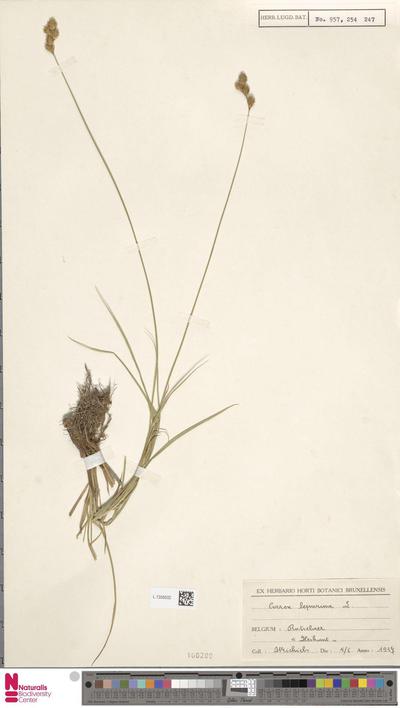 Carex leporina L.