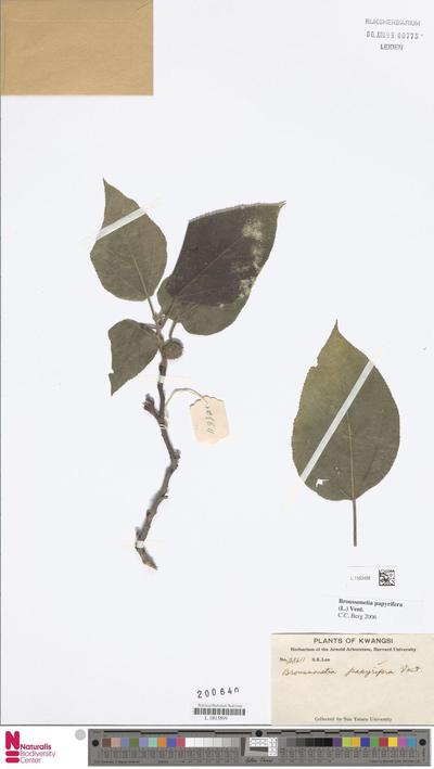 Broussonetia papyrifera (L.) Vent.