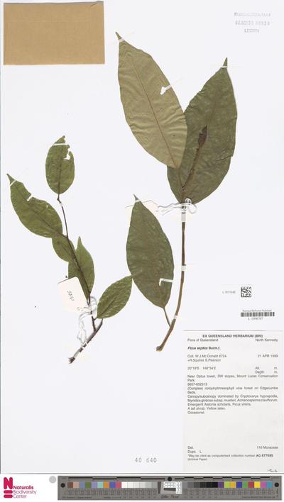 Ficus septica Burm.f.