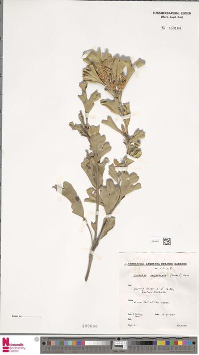 Synaphea polymorpha R.Br.