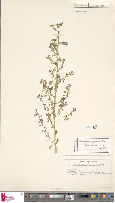 Chenopodium pumilio R.Br.